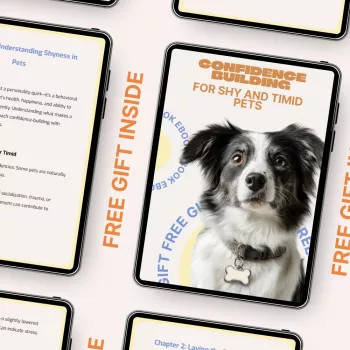 Helping Shy Pets Gain Confidence: Calm, Gentle Training